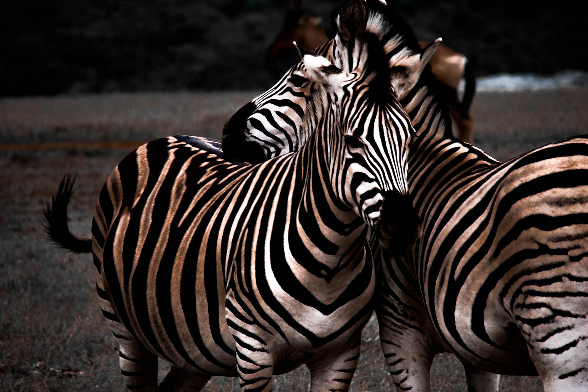 best-safari-zebra
