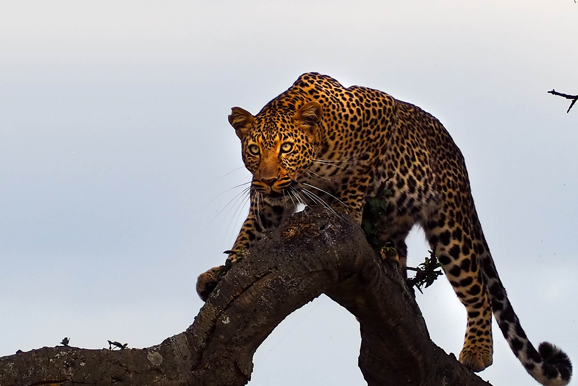 best-safari-leopards